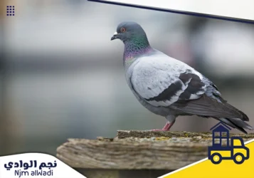 شركة مكافحة الحمام بالخرج