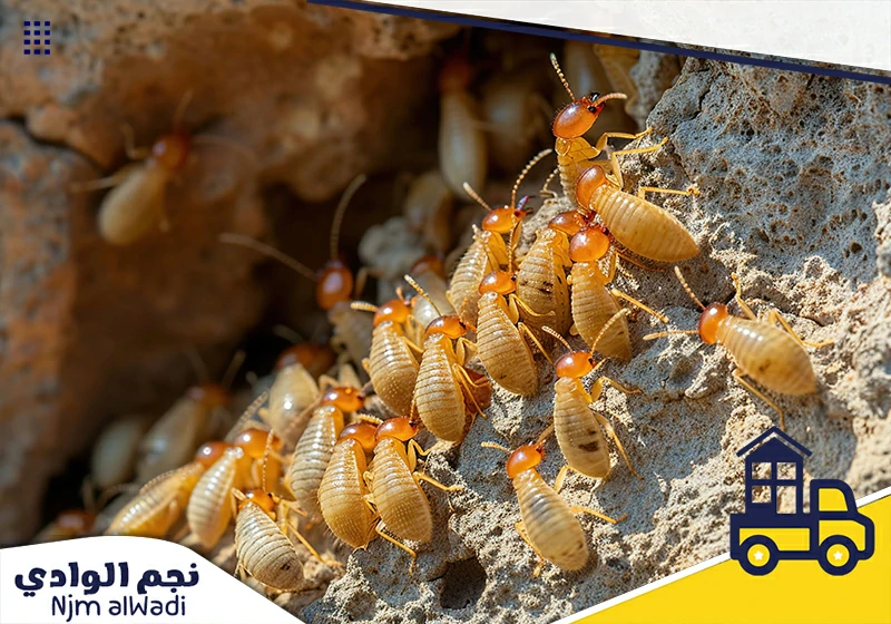 شركة مكافحة النمل الابيض بالخرج