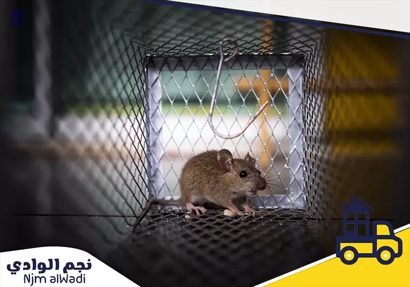 مكافحة الفئران بينبع من شركة نجم الوادي للتخلص من الفئران سواء في المطبخ او المجاري، اتصل الآن.