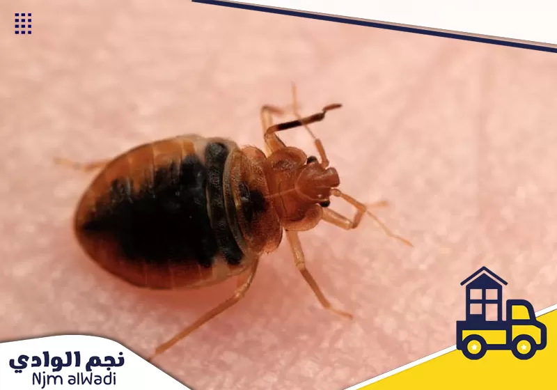 مكافحة بق الفراش بينبع من شركة نجم الوادي، نقوم بمكافحة جميع أنواع بق الفراش في المنازل والفنادق.